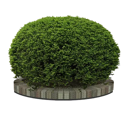 Декоративные кустарники