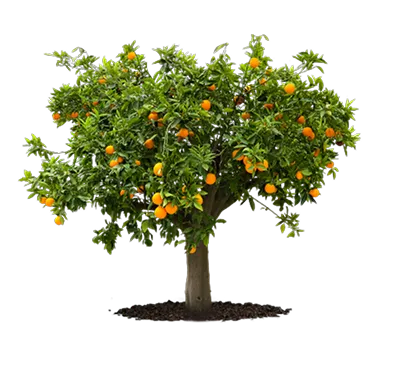 Плодовые деревья